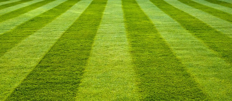 10 Essential Lawn Care Tips for Indiana Homeowners