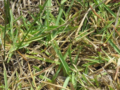 3 Common Indiana Lawn Diseases and How to Treat Them