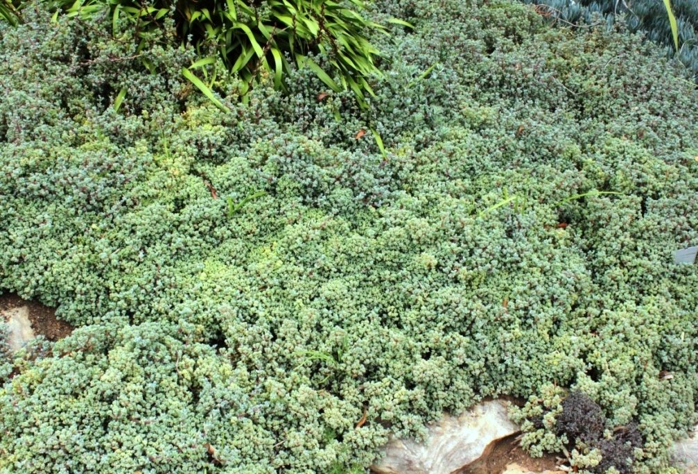 7 Beautiful Ground Covers to Replace Your Indiana Lawn