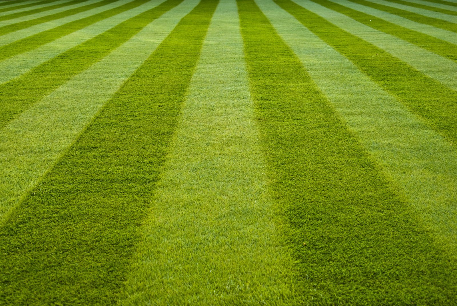 5 Steps to Transition Your Lawn to Organic in Indiana