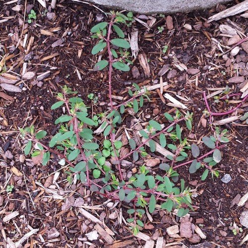 6 Organic Weed Control Solutions for Indiana Lawns