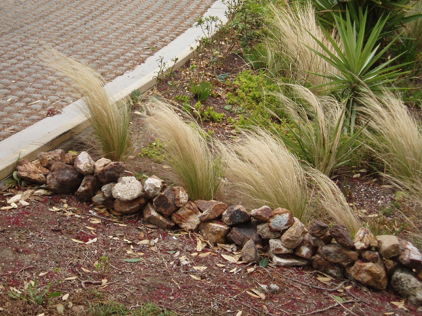 9 Drought Tolerant Grasses for Indiana Lawns