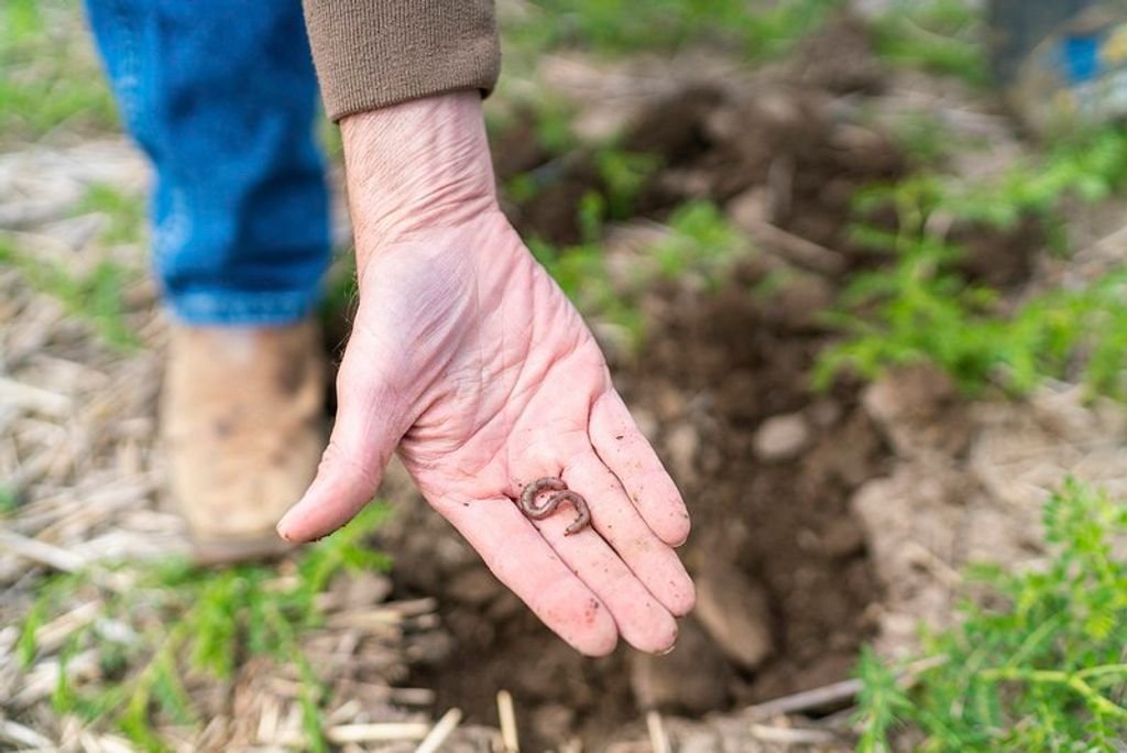 7 Ways to Enhance Your Indiana Lawn’s Soil Quality