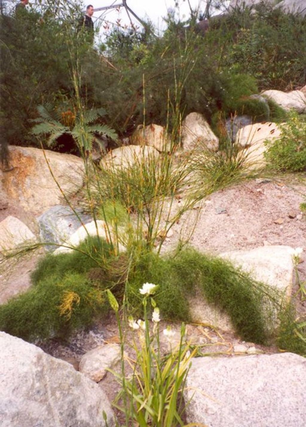 9 Drought Tolerant Grasses for Indiana Lawns