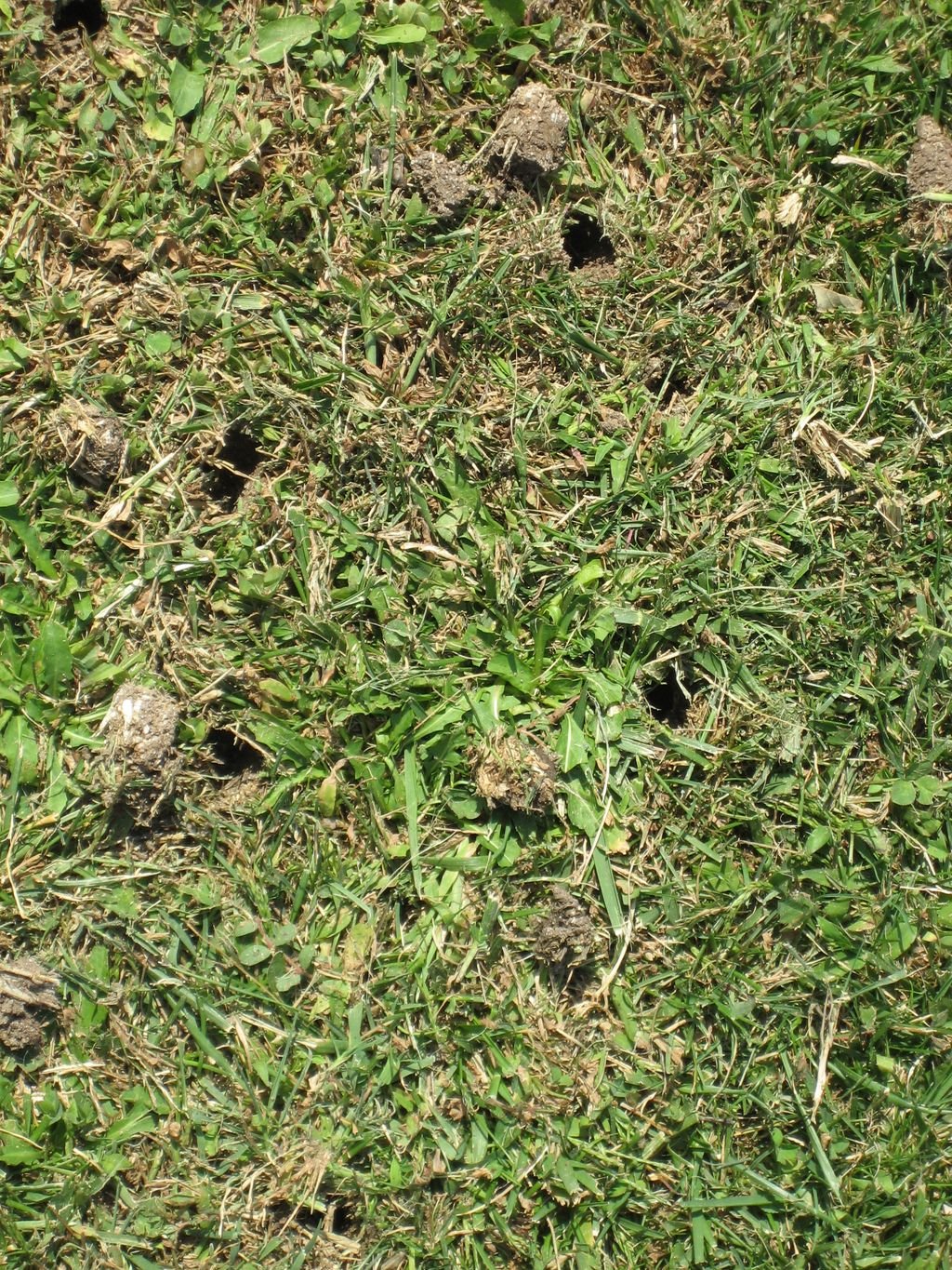 3 Easy Steps to Aerate Your Lawn in Indiana